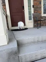 seven, a male Samoyed for sale in Aurora, CO – 2 of 9