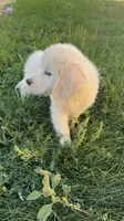 Pola, a female Golden Retriever and English Cream Golden Retriever for sale in Aurora, CO – 4 of 8