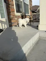 snow ball, a male Samoyed for sale in Aurora, CO – 5 of 8