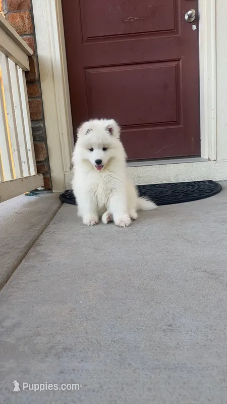 seven（local only） – Samoyed puppy for sale in Aurora, CO
