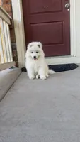 seven（local only）, a male Samoyed for sale in Aurora, CO – 1 of 3