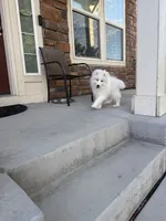 seven, a male Samoyed for sale in Aurora, CO – 8 of 9