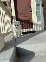 snow ball, a male Samoyed for sale in Aurora, CO – 8 of 8