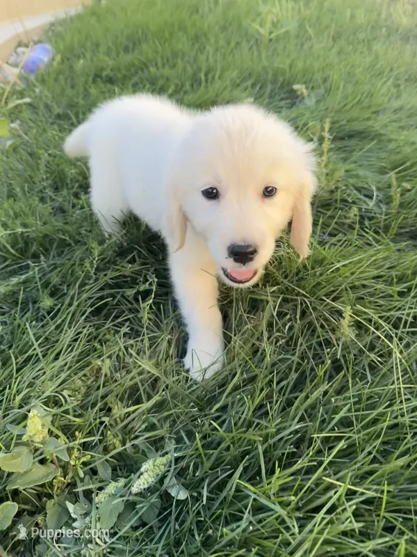 Pola（last one） – Golden Retriever, English Cream Golden Retriever puppy for sale in Aurora, CO