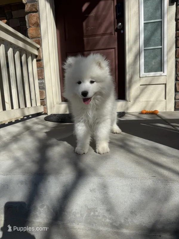 max – Samoyed puppy for sale in Aurora, CO