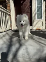 max, a male Samoyed for sale in Aurora, CO – 1 of 10