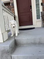seven, a male Samoyed for sale in Aurora, CO – 9 of 9