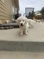 Chase, a male Golden Retriever and English Cream Golden Retriever for sale in Aurora, CO – 4 of 7