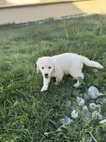 Pola, a female Golden Retriever and English Cream Golden Retriever for sale in Aurora, CO – 8 of 8