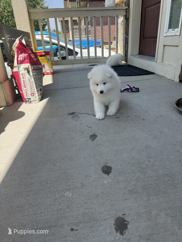 cotton candy – Samoyed puppy for sale in Aurora, CO