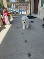 cotton candy, a female Samoyed for sale in Aurora, CO – 5 of 10