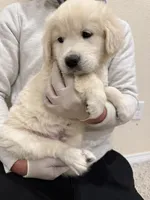 English cream golden retriever , a male English Cream Golden Retriever for sale in Aurora, CO – Photo 3 of 8