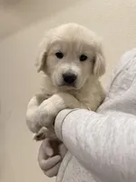 English cream golden retriever , a male English Cream Golden Retriever for sale in Aurora, CO – Photo 4 of 8