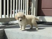 Cream girl golden, a male English Cream Golden Retriever for sale in Aurora, CO – Photo 3 of 4
