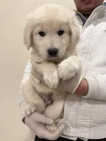 English cream golden retriever , a male English Cream Golden Retriever for sale in Aurora, CO – Photo 6 of 8