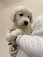 English cream golden retriever , a male English Cream Golden Retriever for sale in Aurora, CO – Photo 1 of 8