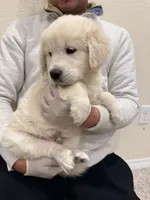 English cream golden retriever , a male English Cream Golden Retriever for sale in Aurora, CO – Photo 2 of 8