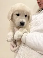 English cream golden retriever , a male English Cream Golden Retriever for sale in Aurora, CO – Photo 8 of 8