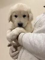 English cream golden retriever , a male English Cream Golden Retriever for sale in Aurora, CO – Photo 7 of 8