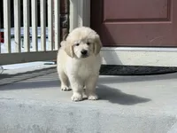 Cream girl golden, a male English Cream Golden Retriever for sale in Aurora, CO – Photo 1 of 4