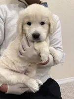 English cream golden retriever , a male English Cream Golden Retriever for sale in Aurora, CO – Photo 5 of 8