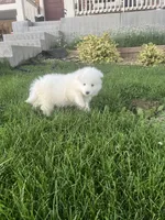 cotton candy, a female Samoyed for sale in Aurora, CO – 3 of 10
