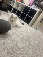 processed/9b5076e6-d2d7-48e0-8737-34c2bb1c3f17/listing/a20a1eef-965e-4def-9dcc-e9ef93eef605/9d955674-7936-4a0c-b4fd-e0f57913b56e