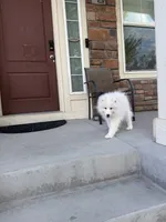 seven, a male Samoyed for sale in Aurora, CO – 4 of 9