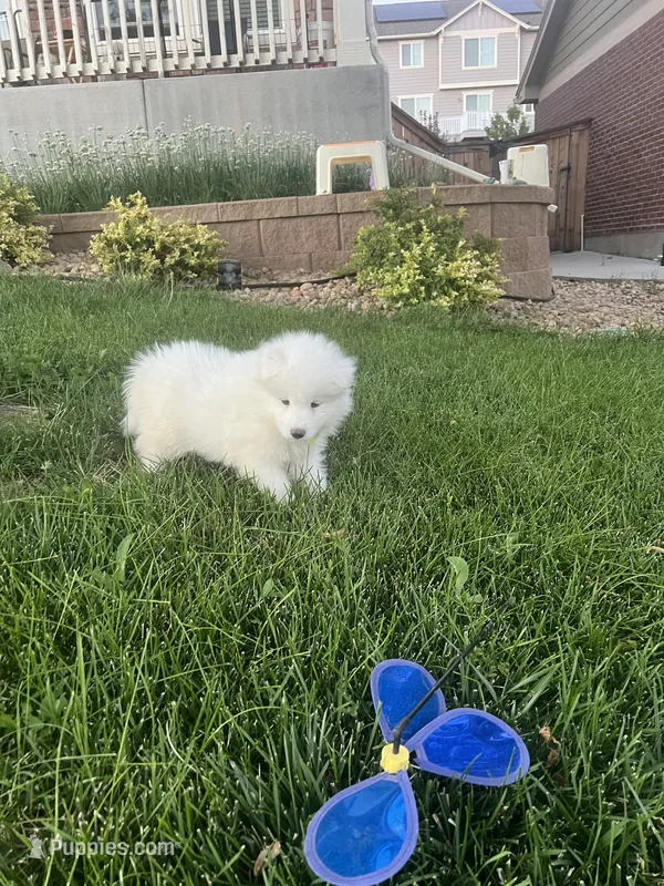 Snow ball – Samoyed puppy for sale in Aurora, CO