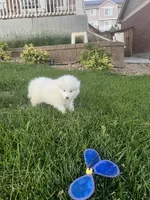 max, a male Samoyed for sale in Aurora, CO – 2 of 10