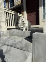 seven（local only）, a male Samoyed for sale in Aurora, CO – 3 of 3