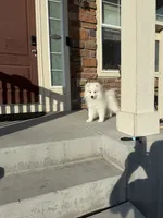 snow ball, a male Samoyed for sale in Aurora, CO – 1 of 8