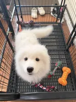 Snow ball, a female Samoyed for sale in Aurora, CO – Photo 2 of 3