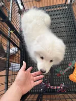 Snow ball, a female Samoyed for sale in Aurora, CO – Photo 3 of 3