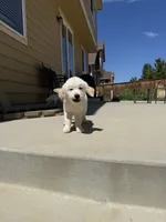 Pola（last one）, a female Golden Retriever and English Cream Golden Retriever for sale in Aurora, CO – 3 of 4