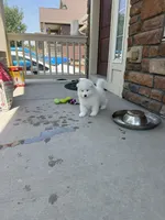 cotton candy, a female Samoyed for sale in Aurora, CO – 9 of 10