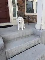 seven, a male Samoyed for sale in Aurora, CO – 3 of 9