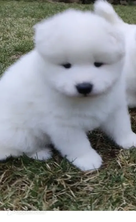 snow ball – Samoyed puppy for sale in Aurora, CO