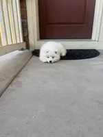 max, a male Samoyed for sale in Aurora, CO – 3 of 10
