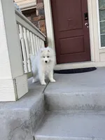 seven, a male Samoyed for sale in Aurora, CO – 5 of 9