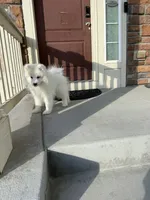 snow ball, a male Samoyed for sale in Aurora, CO – 7 of 8