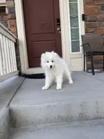 seven, a male Samoyed for sale in Aurora, CO – 7 of 9