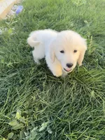 Pola, a female Golden Retriever and English Cream Golden Retriever for sale in Aurora, CO – 7 of 8