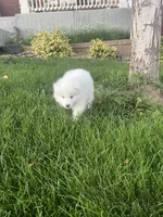 cotton candy, a female Samoyed for sale in Aurora, CO – 4 of 10