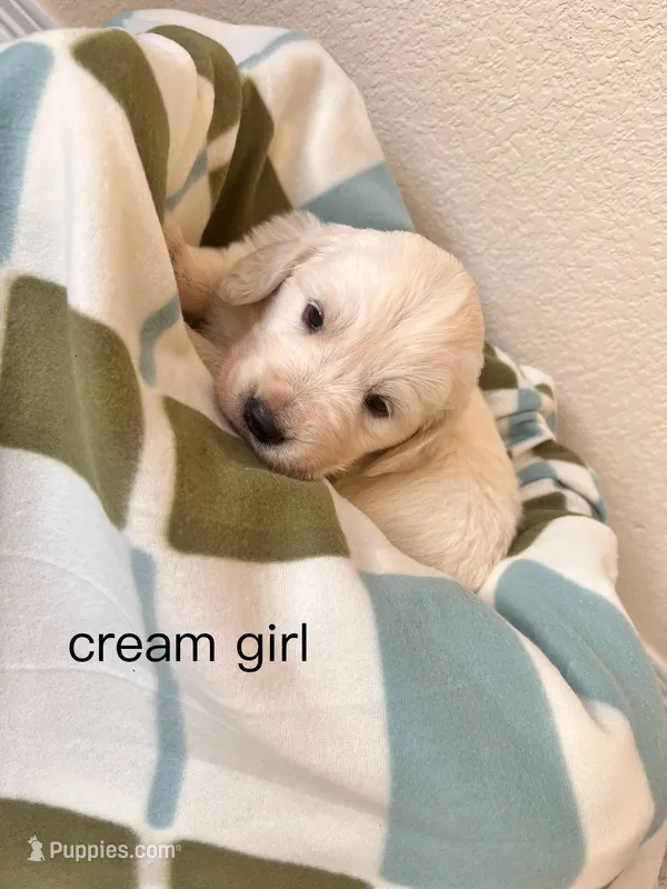 max – Golden Retriever, English Cream Golden Retriever puppy for sale in Aurora, CO