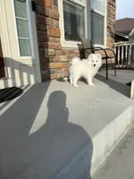 snow ball, a male Samoyed for sale in Aurora, CO – 2 of 8