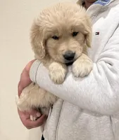 Beige color golden retriever, a male Golden Retriever for sale in Aurora, CO – Photo 3 of 6