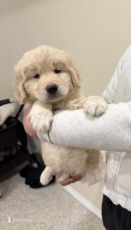 Beige color golden retriever
