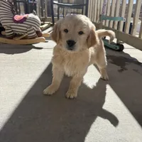 light gold  golden retriever, a female Golden Retriever for sale in Aurora, CO – Photo 1 of 4