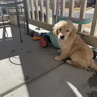 light gold  golden retriever, a female Golden Retriever for sale in Aurora, CO – Photo 4 of 4